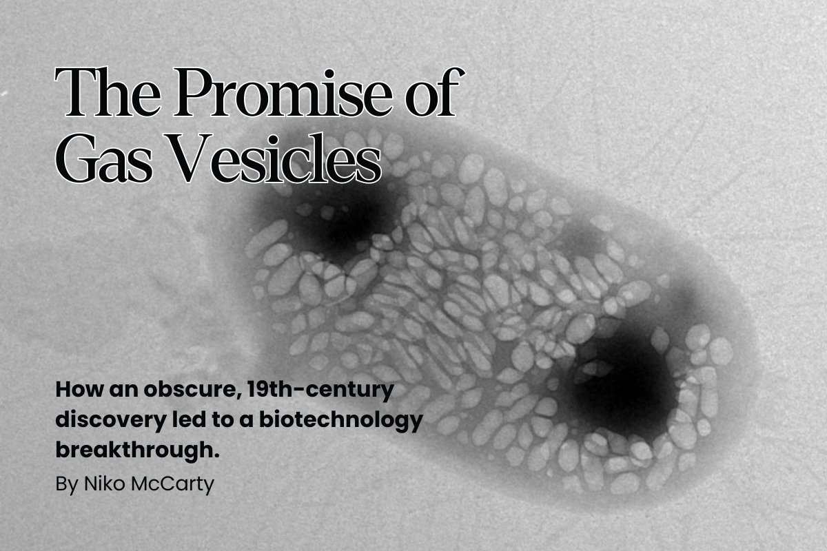 Gas vesicles are protein shells that trap gas and reflect soundwaves, meaning they show up on ultrasound scans.

Discovered in 1895, gas vesicles can today be used to "hear" cells moving through the body—with staggering possibilities for medicine.

This is their story. 🔻
