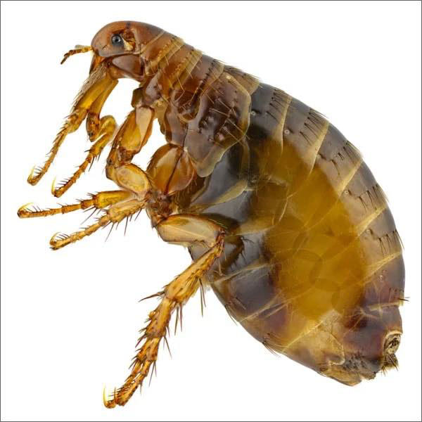 MyrtleDo40662's tweet image. Our flea control products are specially formulated to eradicate these pests from your home. Shop now and give your pets the relief they deserve!

#FleaControlProducts #DoItYourselfPestControlStore 
youkill.com
