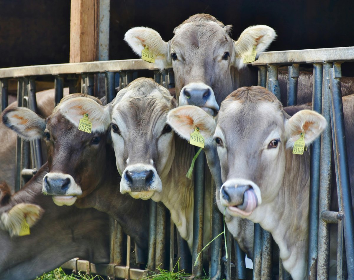 SSRN (@ssrn) on Twitter photo Assessing the Impact of #Biosecurity Compliance on #Farmworker & #Livestock Health within a One Health Modeling Framework
The authors investigate how different degrees of biosecurity compliance influence the health of animals & farmworkers
spkl.io/60144AwPQ
<a href="/PanditPranav/">Pranav Pandit</a> Assessing the Impact of #Biosecurity Compliance on #Farmworker & #Livestock Health within a One Health Modeling Framework
The authors investigate how different degrees of biosecurity compliance influence the health of animals & farmworkers
spkl.io/60144AwPQ
<a href="/PanditPranav/">Pranav Pandit</a>