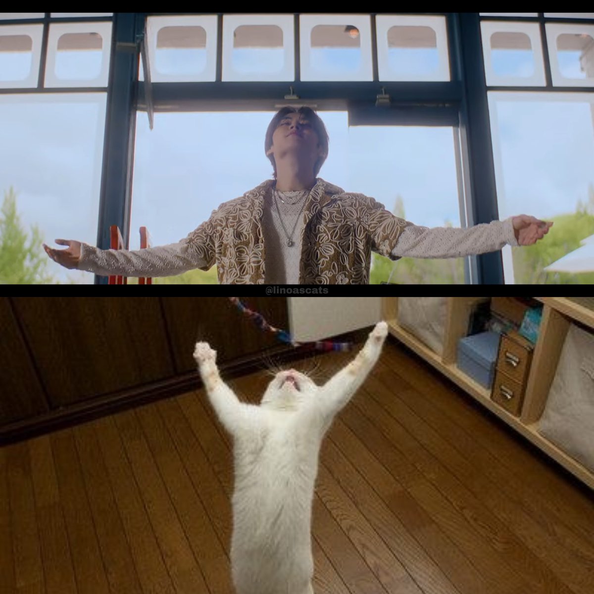 lee know as cats 🐱 (@linoascats) on Twitter photo 