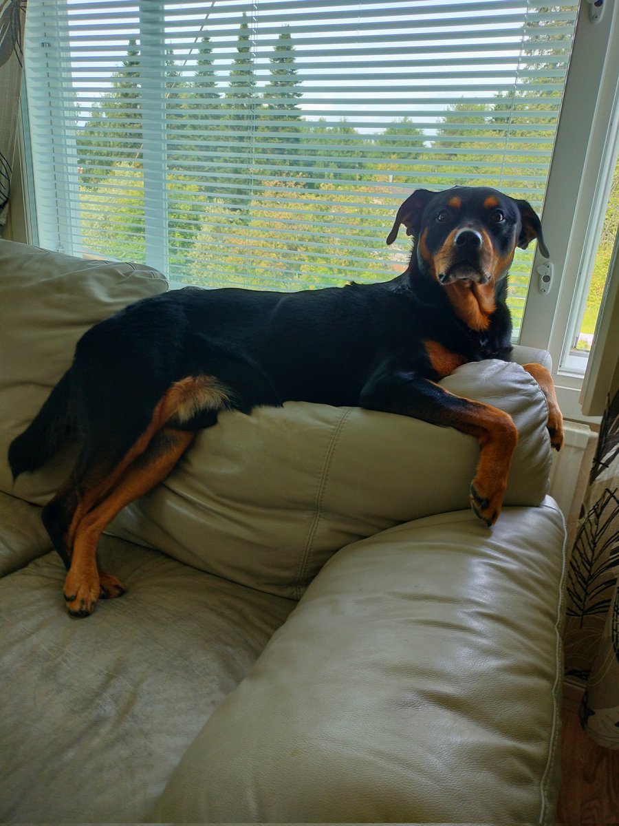 Asmo sure knows how to chill, clearly he has seen me slouching on the sofa once or twice and went "looks nice". Doing it a bit wrong tho.