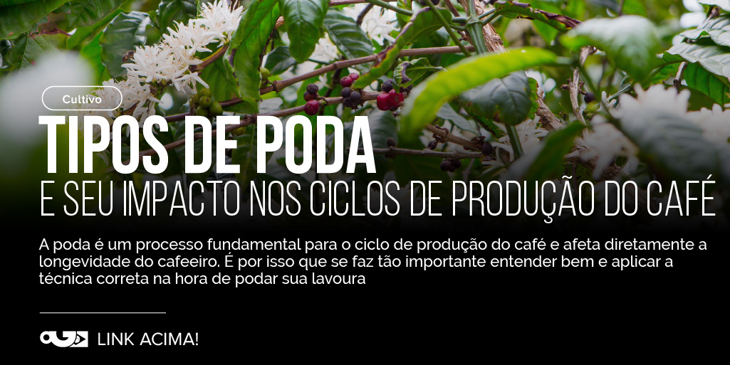 Ambos entrevistados destacam que o manejo de eixos ainda gera muitos debates, mas concordam que o objetivo da poda tecnificada é reduzir a bianualidade produtiva do cafeeiro.
👉perfectdailygrind.com/pt/2024/06/17/…