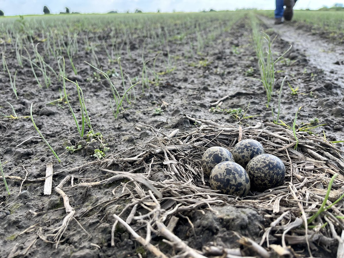 ptrholster's tweet image. Mooi nestje gevonden!