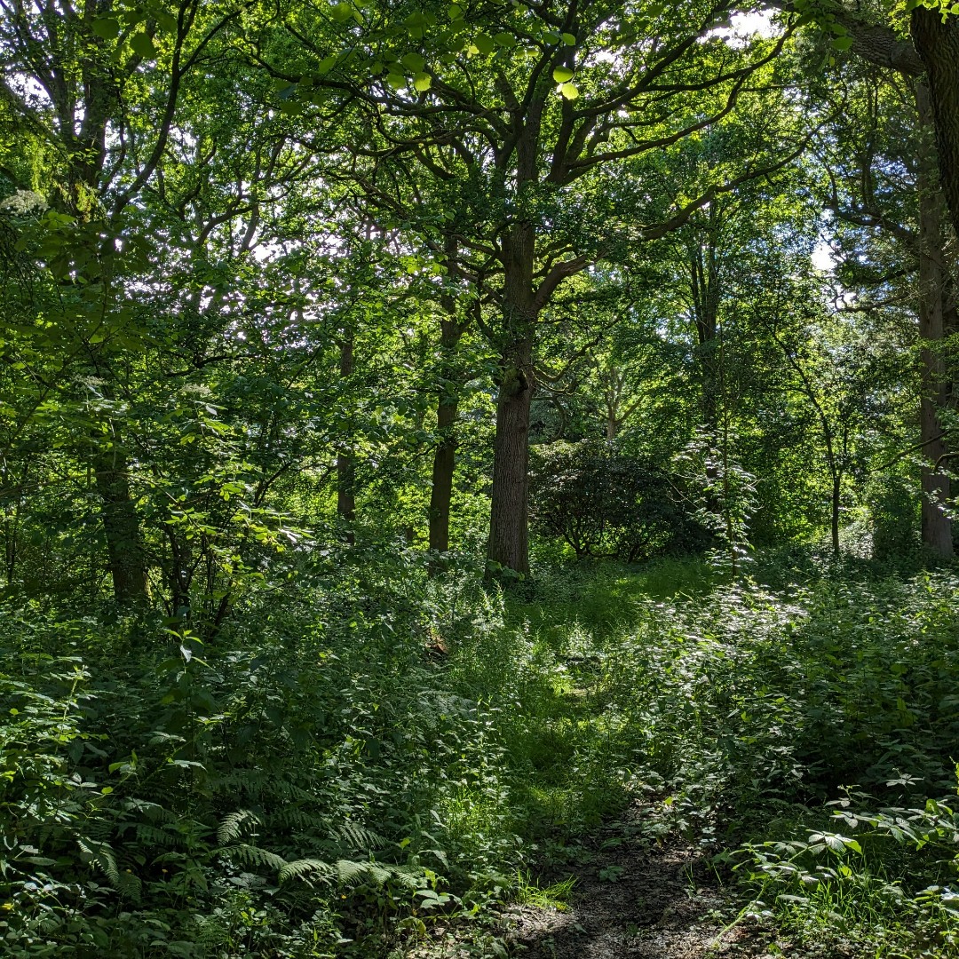 Action Oak joined the <a href="/IntlOakSociety/">International Oak Society</a> on the final day of their 2024 UK Oak Open Days. They explored the native and non-native oaks of Borde Hill &amp; Wakehurst Place and shared efforts to protect the UK's native oak trees.