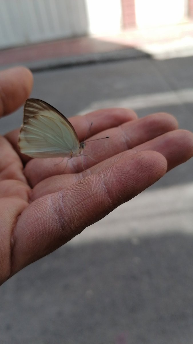 Atrape una mariposa en el laburo, hagan sus preguntas