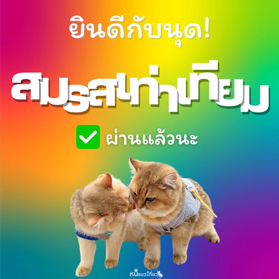 สมรสเท่าเทียม ✅
สมรสแมว ❌  

ขอแสดงความยินดีกับเหล่านุด #LGBTQ ทุกท่าน

#หนีแมวเที่ยว #NeeMeowTeaw #สมรสเท่าเทียม #ทาสแมว