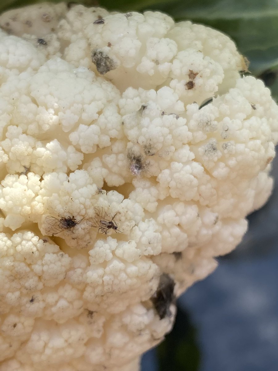 darc174's tweet photo. This is not what I expect when picking my shopping up from @Tesco 

Moldy and flys squashed in it! Fresh produce 🤬 https://t.co/Z1hiKEU3DO