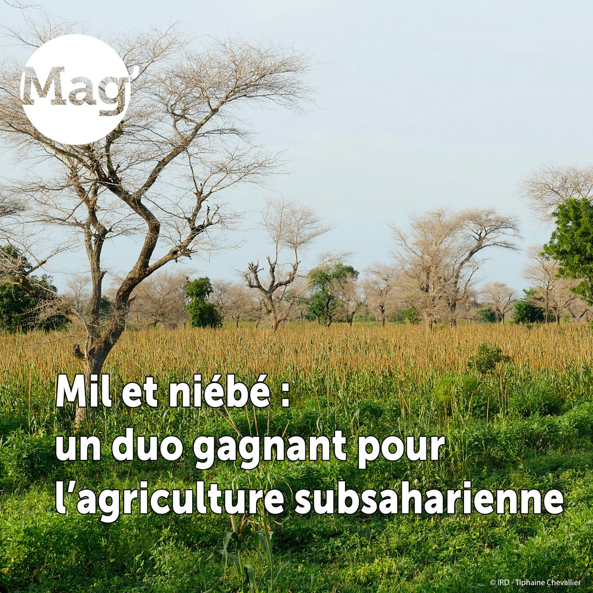 ird_fr's tweet image. #ActuScience| Une équipe #IRD et leurs partenaires  montre que la culture mixte du #mil &amp;amp; du #niébé limite la proliférat° des #nématodes. Il s'agit d'une stratégie gagnante &amp;amp; durable pour améliorer la #sécuritéalimentaire dans les régions subsahariennes
🔗lemag.ird.fr/fr/mil-et-nieb…