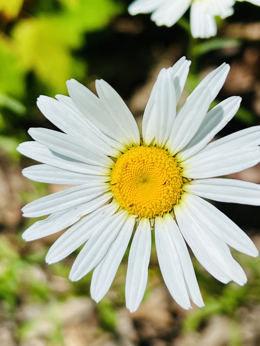 Daisy in a heat wave🌞