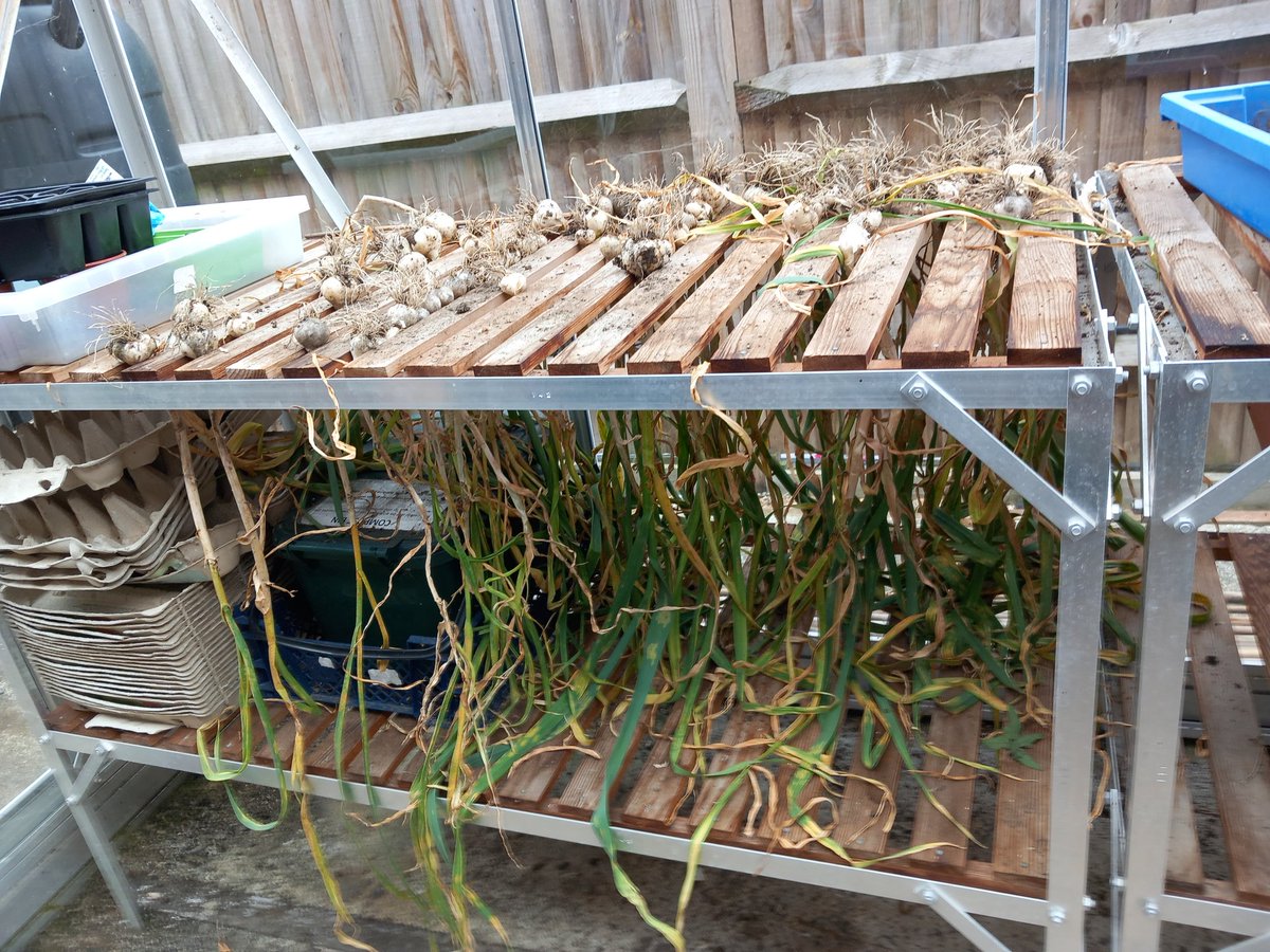Home-grown garlic being laid out to dry by some of the DGS gardeners earlier...<a href="/DartfordGS/">Dartford Grammar</a> <a href="/DGSSciCollege/">DGS Science College</a>