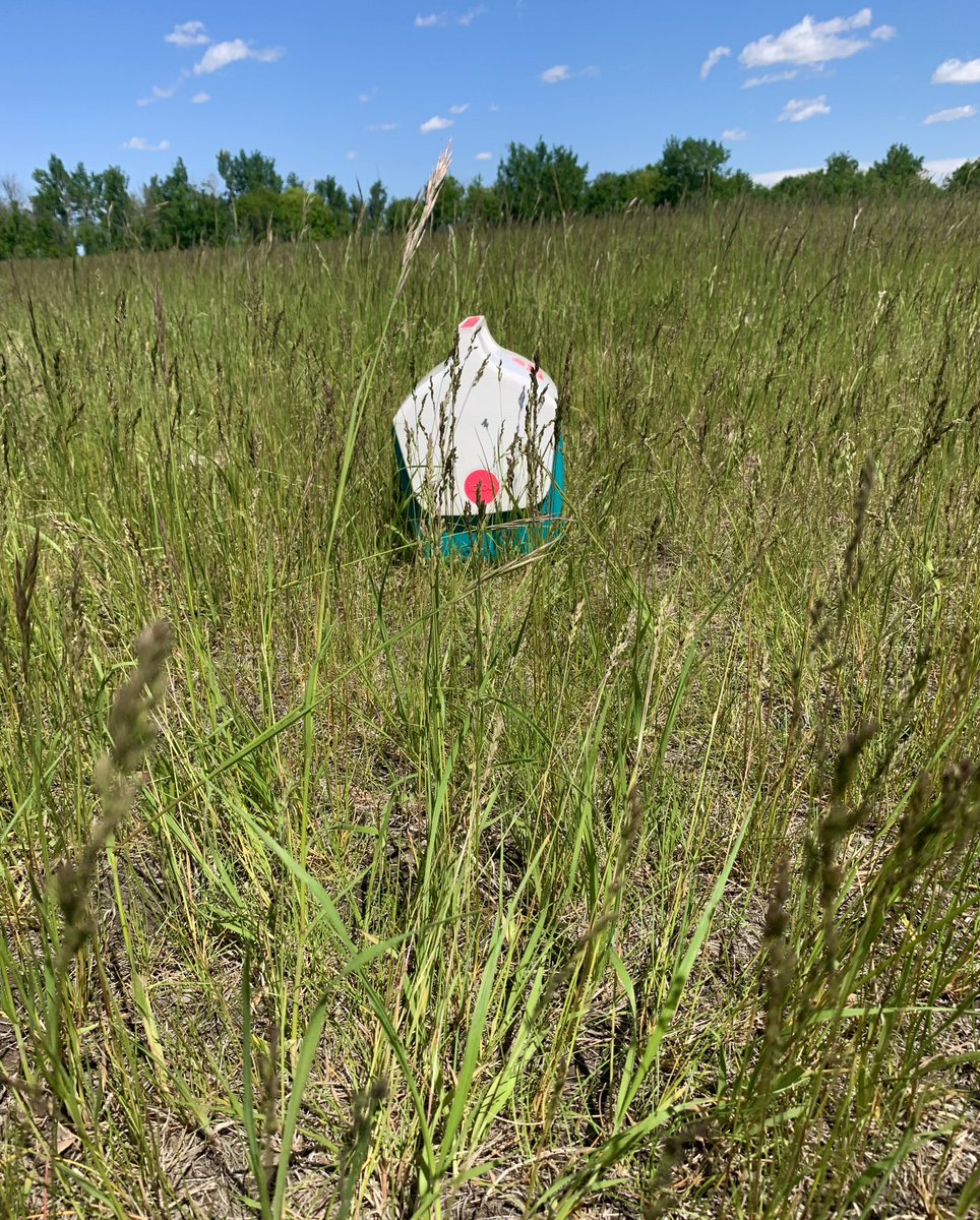 The effect of dry years on plant growth is apparent this spring. Plants are heading earlier than normal which impacts quality and yield. Grazing plans need adjusting to keep plants in a vegetative state.

Check out the latest blog post. Link in bio.