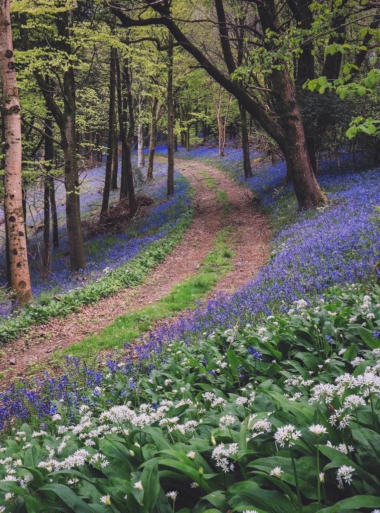 TAdventurousoul's tweet photo. Would you like to walk down this path https://t.co/laDxMQ3BDY