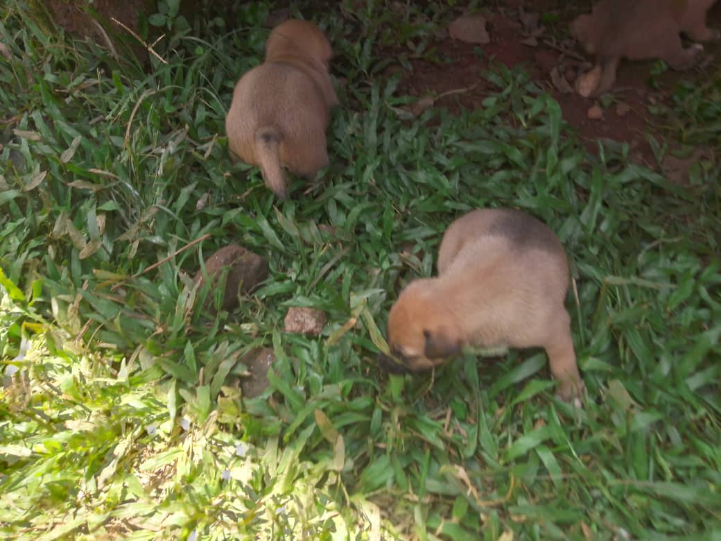 we need constant help to do so.
worldremit.com or xoom.com to ssempiiraisaac31@gmail.com Airtel mobile money SENDWAVE.COM or xoom.com to; +256753170377 Or westernunion.com Mobile wallet