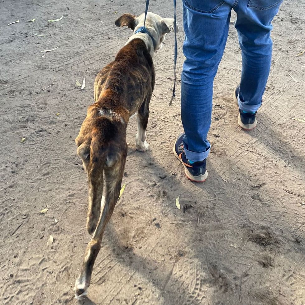 Meet Nikolai, a true survivor with a heart full of gratitude and love. This brave soul was surrendered to TEARS from a nearby low-income community in a pitiful state.

Follow the link to adopt Nikolai: tears.org.za/dogs/?mgi_21=7…