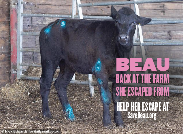 Animal Rising tweet media