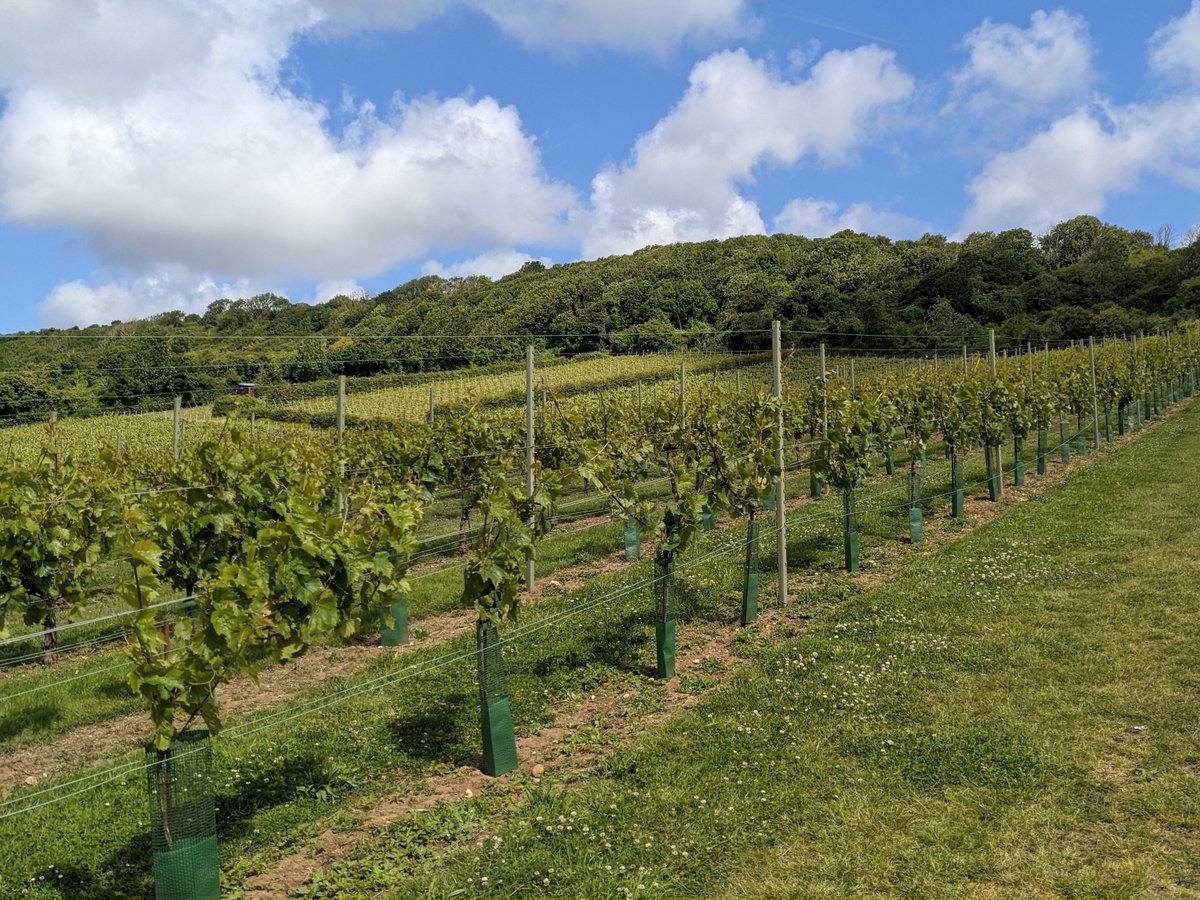 Vines galore under blue skies and sunshine at @adgestonevines 🍇➡️🍷

#isleofwight #isleofwightphotography #vineyard #localproduce #shoplocalUK #drinklocal #madeinengland #ukwalking #ukrunning #runningpics #ukbreaks