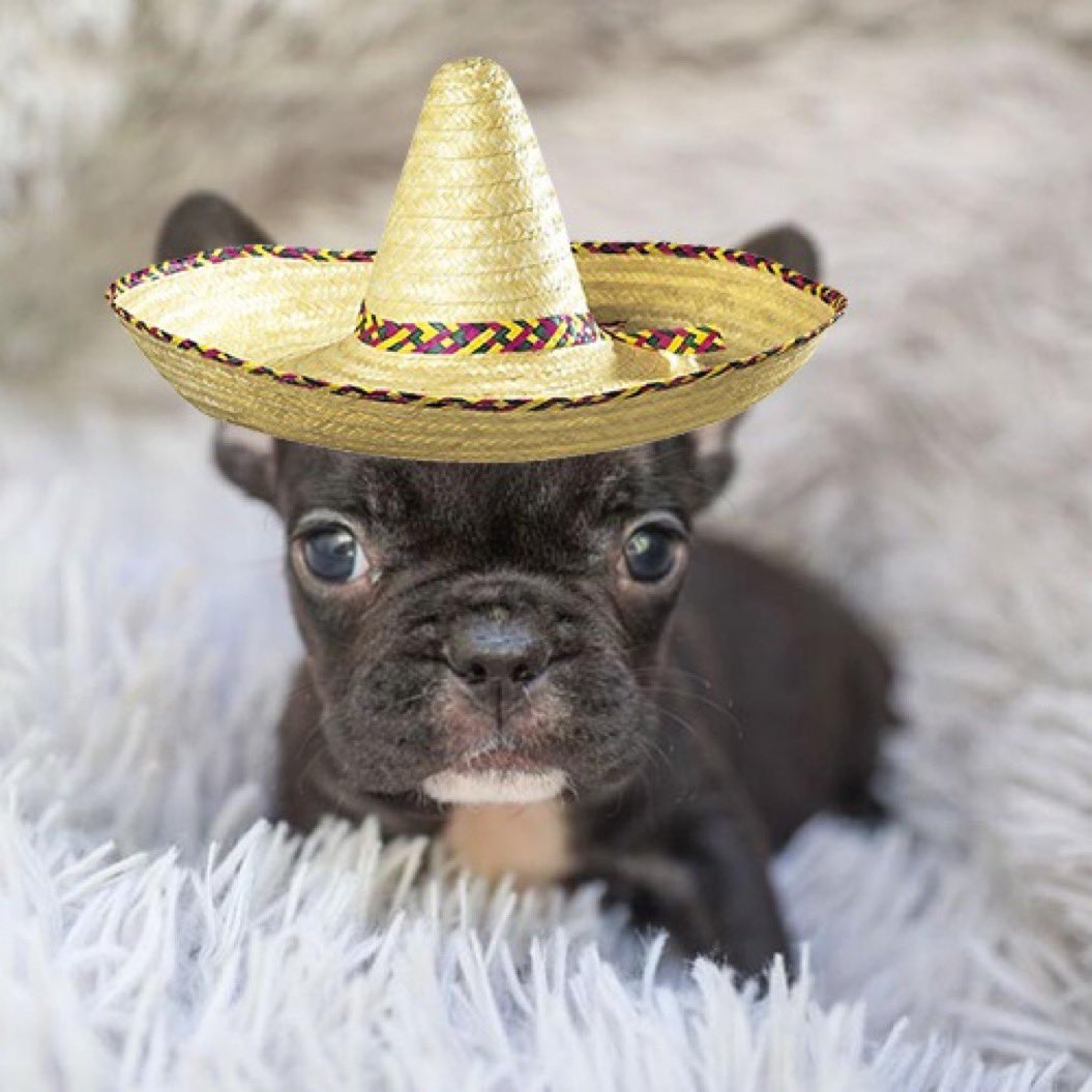 peplifan's tweet photo. @jeremybtc @GAINGAR__ @pattyice #tacotuesday #smoly is cookin for frens https://t.co/8p00XiWJ7P