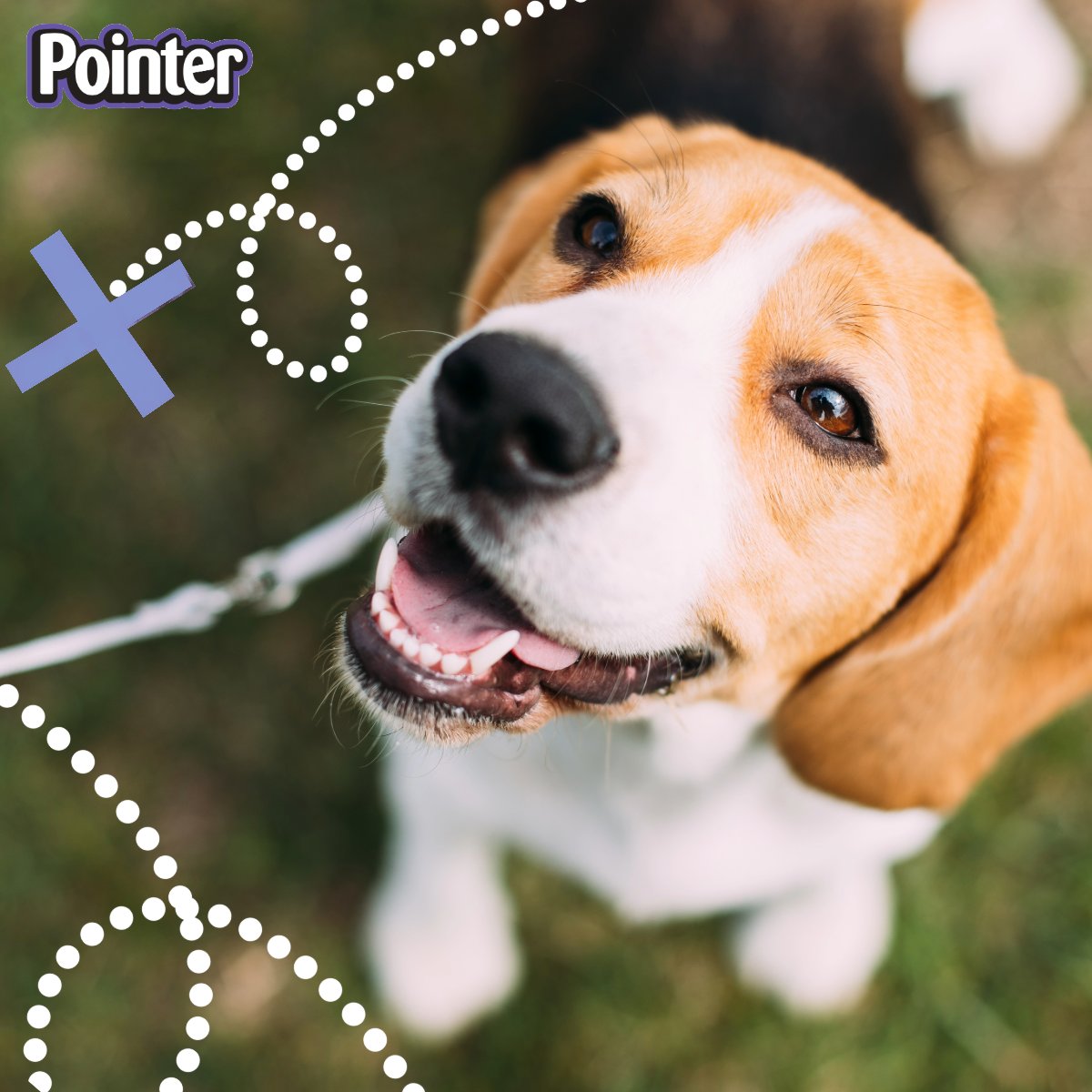 Pointerdogtreat's tweet photo. Coming to a dog field near you… 📌 

We're working on an exciting, interractive game for you and your pup to enjoy together (with the chance to win some great prizes). Keep an eye on our page to discover more VERY soon 👀 #DogFields #ContainedDogField #PointerTreasureHunt https://t.co/2f7ALyzDQt