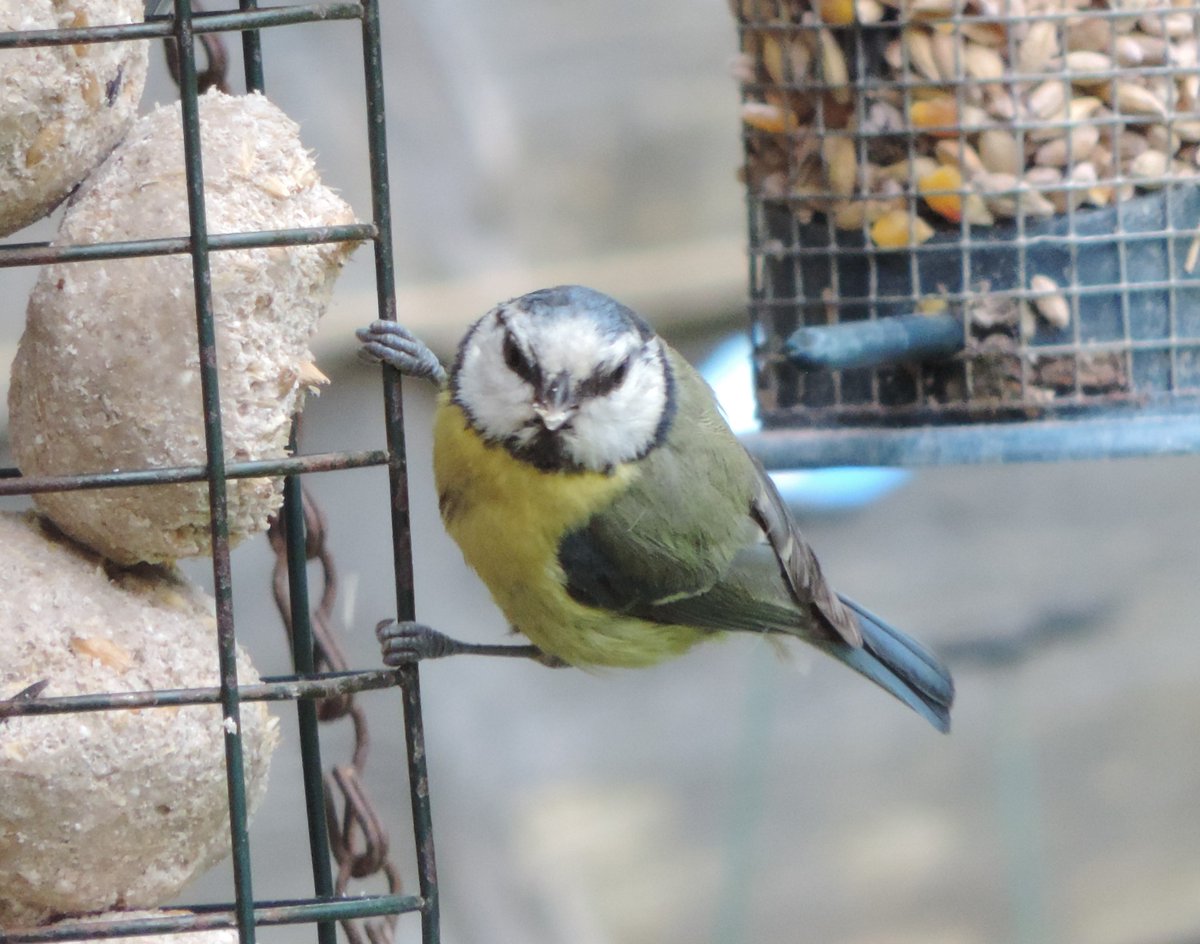 rubydoodledoo's tweet photo. Apologies π³ππ It's only me feeding you and your 800 babies πππ #mygarden #fkyou https://t.co/nGvktwsdjC