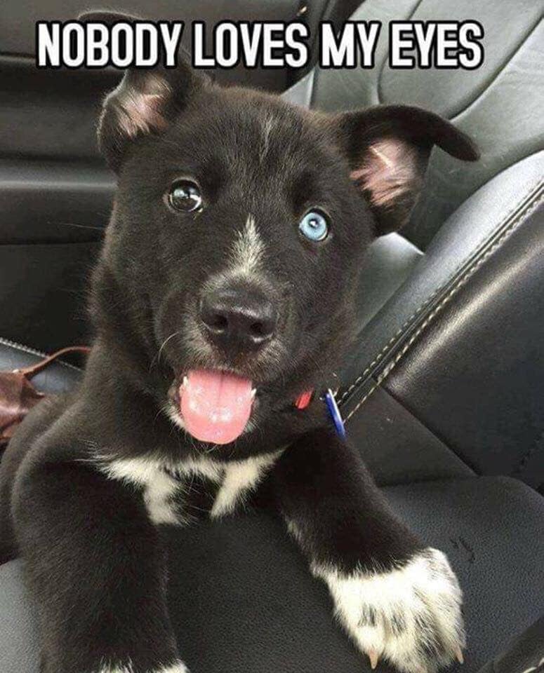 Tweets of Dogs tweet media