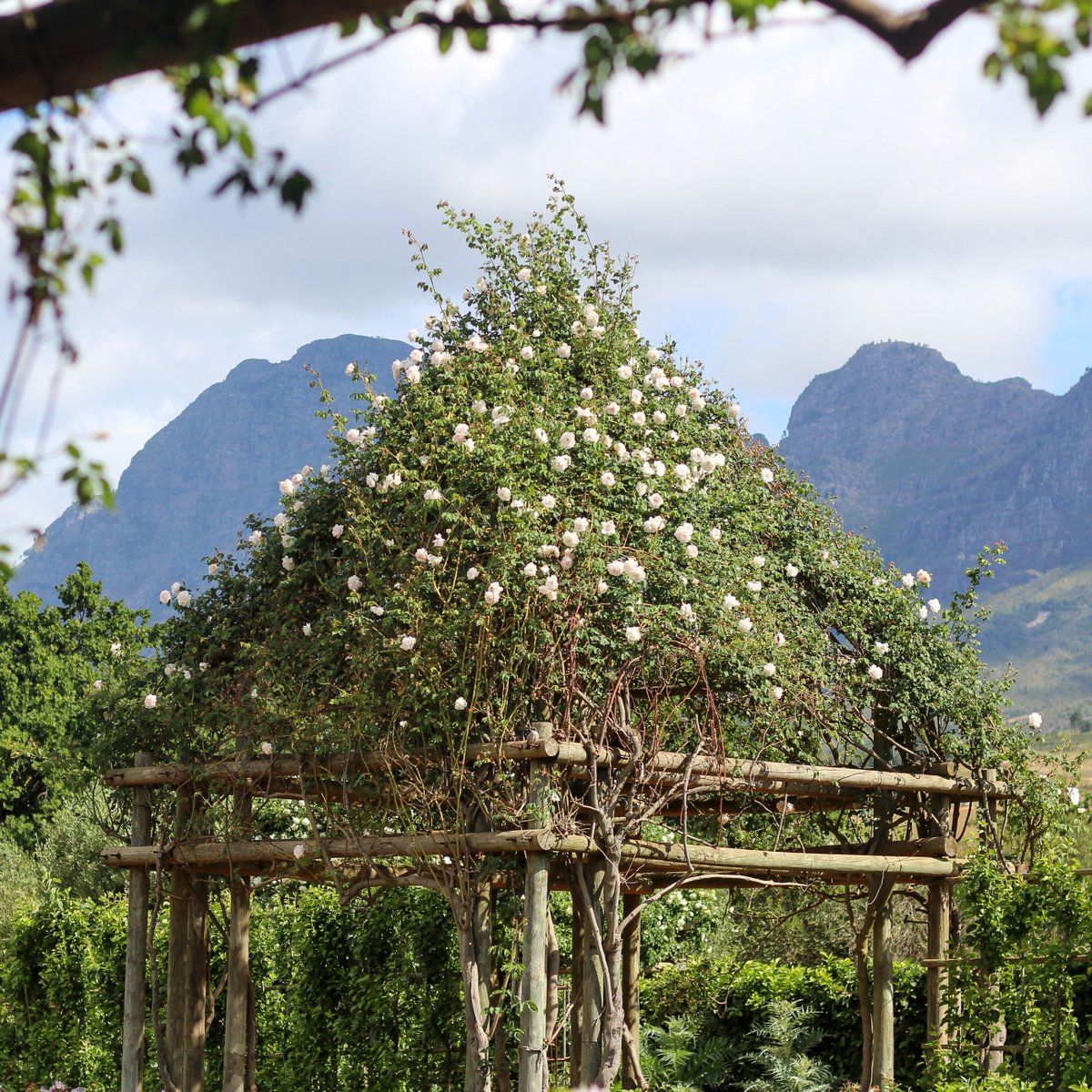 The_RHS's tweet photo. Love the scent and colour of roses? Who doesn't! 

There are over 200 RHS Partner Gardens giving RHS members plenty of opportunities to see this summer beauty 🌹

📷  @FarringfordIOW, @babylonstoren, @KILVERCOURT

See the full list: https://t.co/frf9xyNAlj

#RoseAwarenessWeek https://t.co/V9TruYA06C