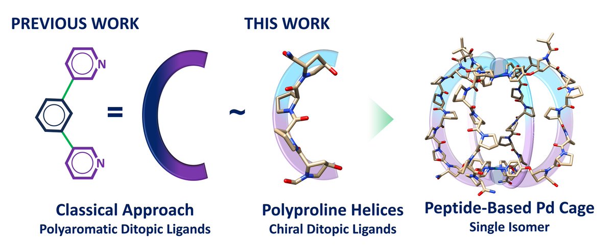 Check out our latest work now in Chemrxiv on polyproline Pd cages!! Applying Metallo-Organic Ligand Design Principles to the Stereoselective Synthesis of a Peptide-Based Pd2L4X4 Cage | ChemRxiv - go.shr.lc/3z5qElf