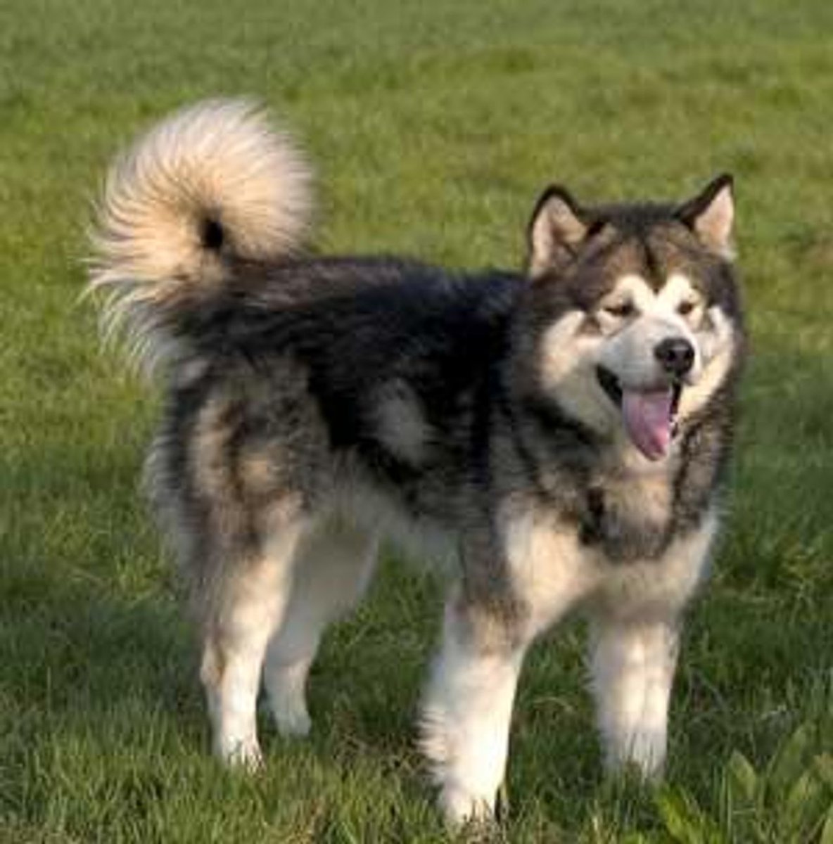boturitter's tweet photo. 13:17 Surprise Dog
This doggo is so happy to see you, he's wagging his tail so hard he's about to take off! #husky #dog #love #waggingtail https://t.co/xvP6Nt92pa