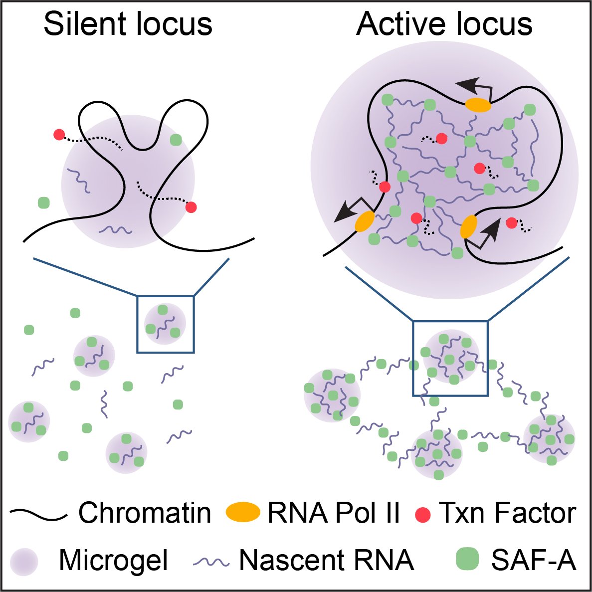 We are excited to announce our new manuscript is on bioRxiv edin.ac/3z7hhBH. We use super-resolution imaging, molecular biology and polymer simulations to show that nuclear RNA forms an interconnected network of microgels. Well done everyone!
