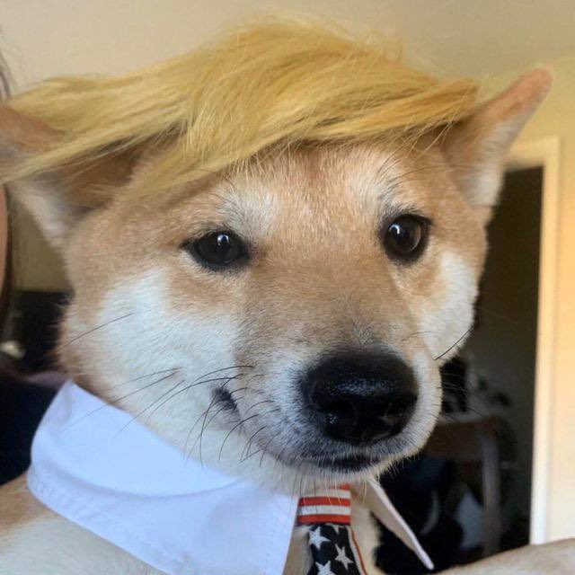 <a href="/oxvyz/">oxvyz</a> $pawtus gets a pass