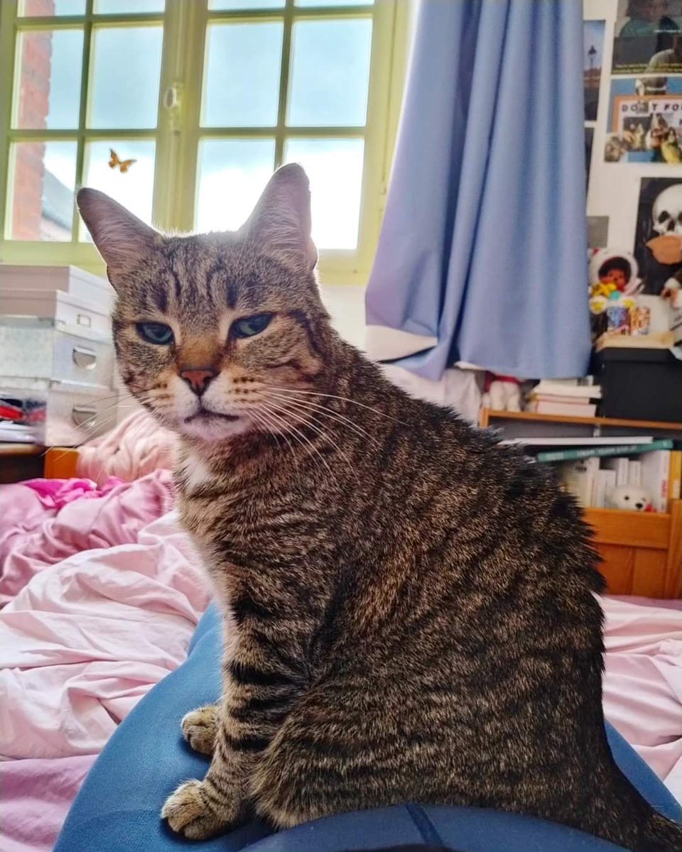 🐈Dre. L'intern(é)e - Chimère🐈 tweet media