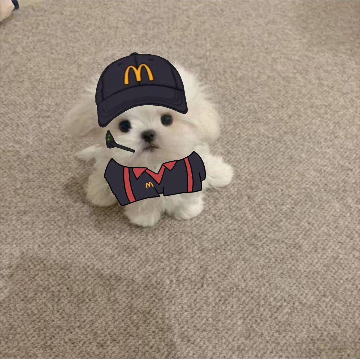 ChrisWuGarlic's tweet photo. @flashcashy No sleeping for $bicho ser

wat can i get for chu today ser? https://t.co/SR6f6vxs9U