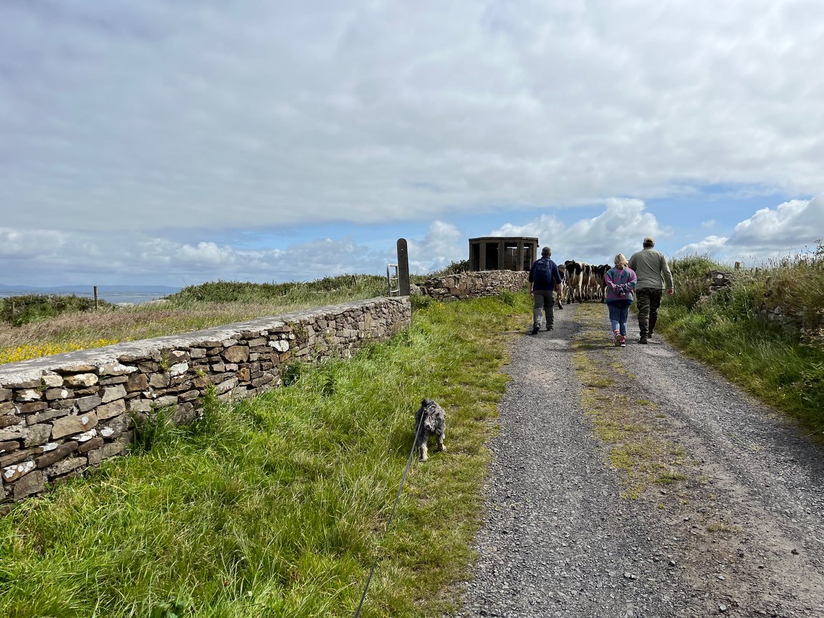 <a href="/VoxHib/">Vox Hiberionacum</a> Failed early medieval cattle raiders saying things like “Oops, watch it, don’t step in that one”