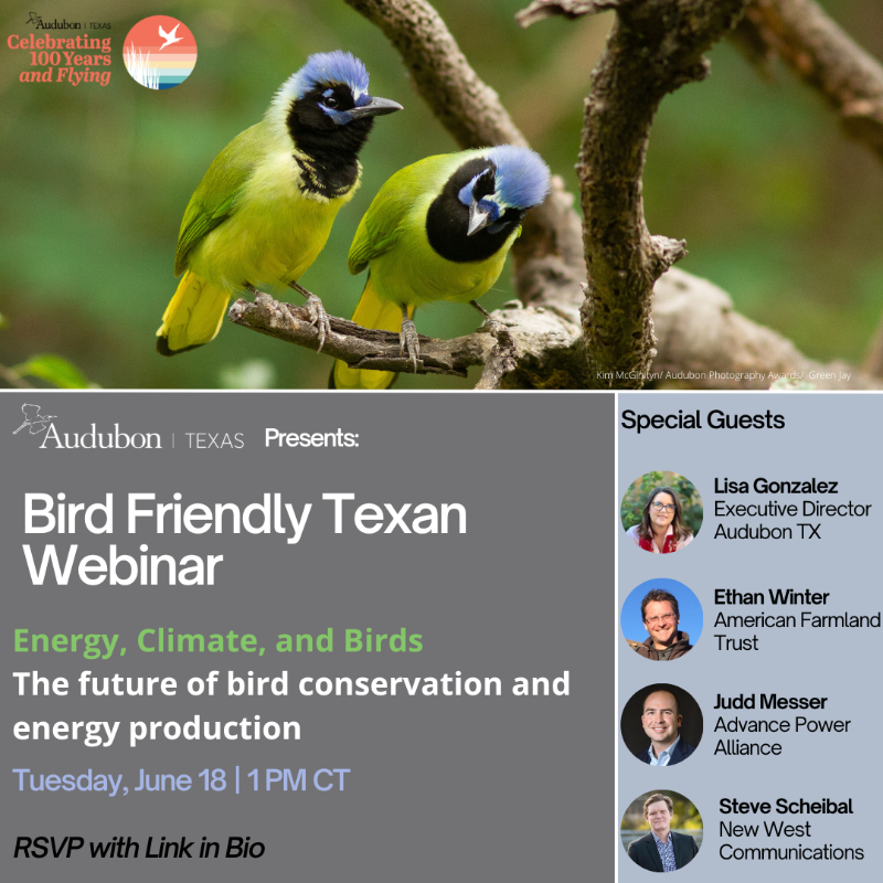 Farmland's tweet photo. 🐦 TODAY at 1 PM CT - #Bird Friendly Texan Webinar: Energy, Climate, and Birds - Our staff will join panelists from @AudubonTX &amp; @apoweralliance, moderated by @newwestcomms to discuss how we can build an #energy grid in #Texas for both birds &amp; people.