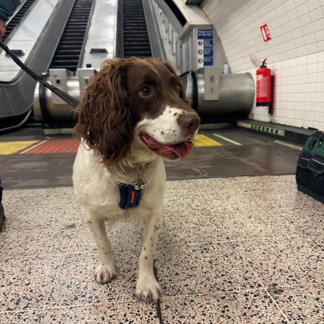 LondonFire's tweet image. Our amazing Fire Investigation Dogs are just two of the heroes on Super Dogs with Extraordinary Jobs tonight.

Tune in to find out how Smokey and Simba learnt their trade - hint: it's partly their love of tennis balls! 🎾 

Our furry friends will be on Channel 5 at 7pm.
