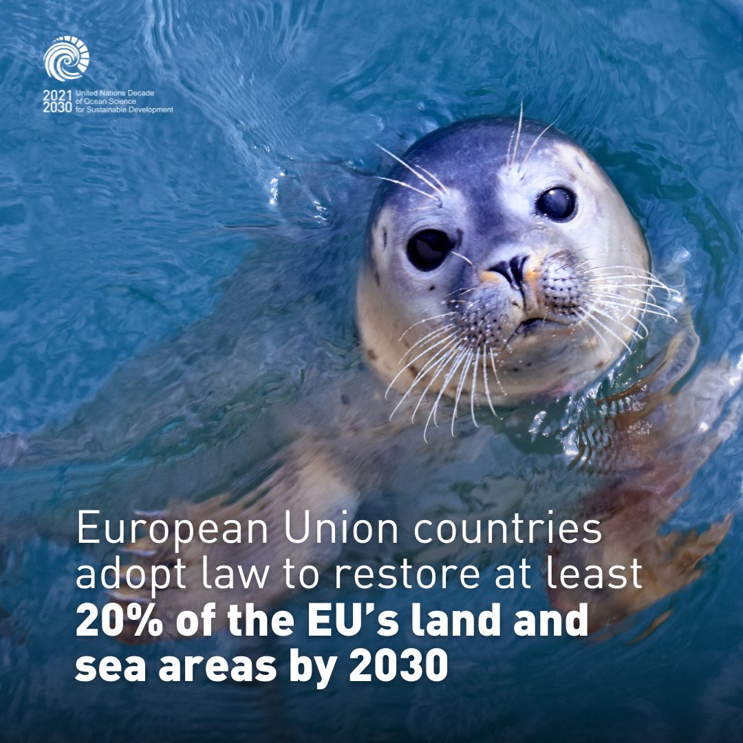 UN Ocean Decade tweet media