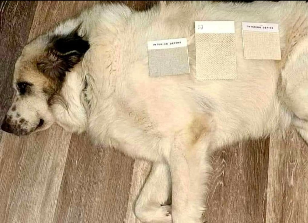 How to pick your new couch color...