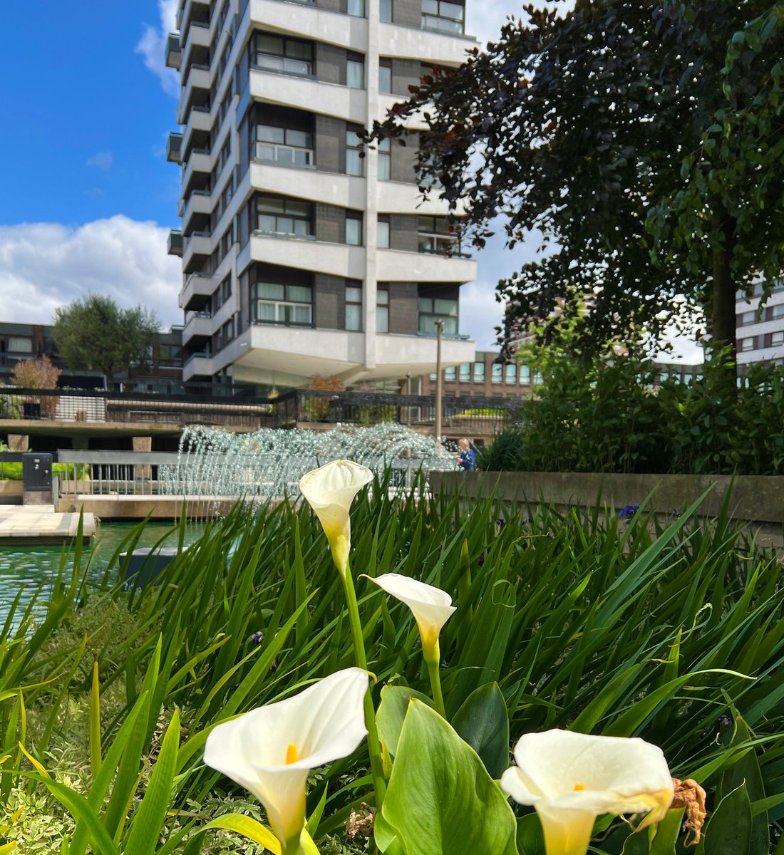 SuDS in the City: Water as an Economic and Community Asset - mailchi.mp/5d38d759346c/s…
#suds #watermanagement #waterforlife #waterwastage #brutalist #SustainableFuture #sudsinthecity