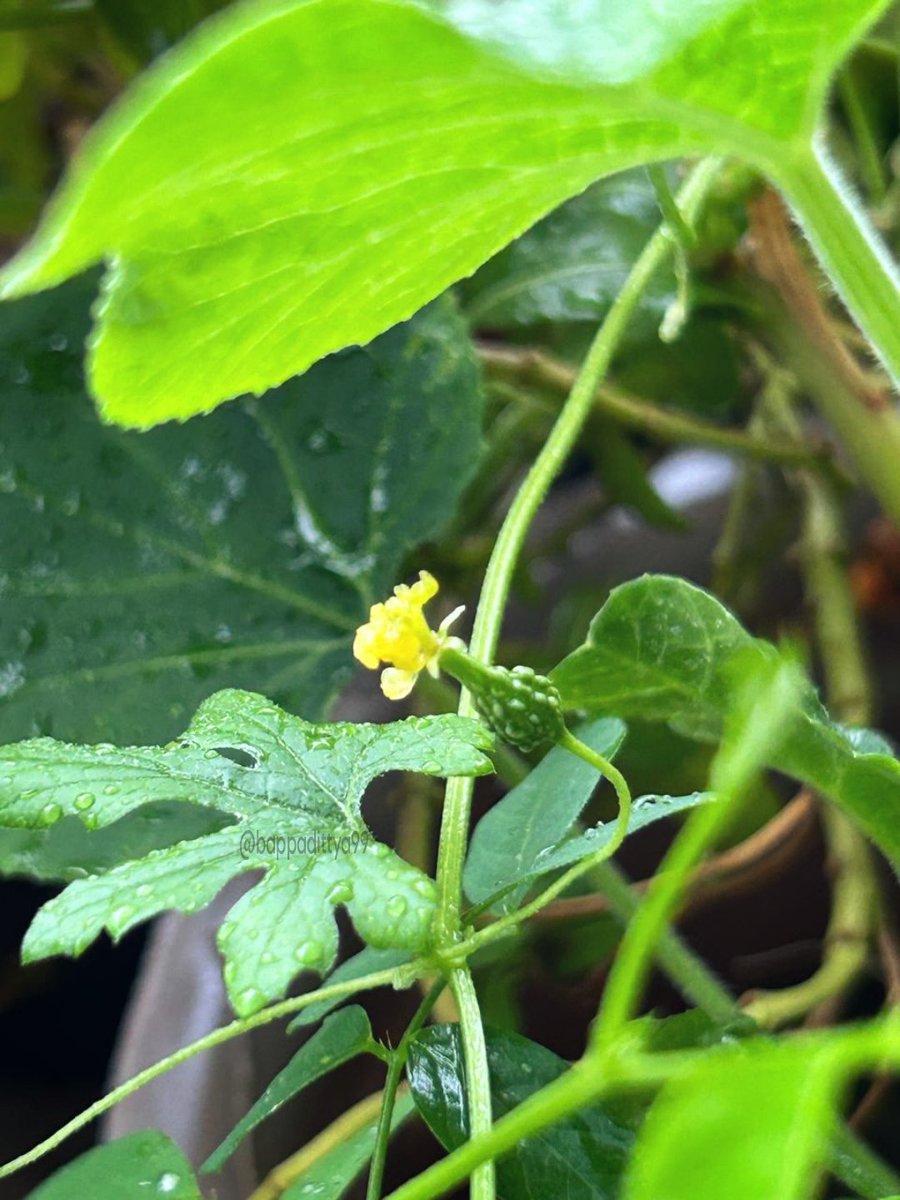 Tiny Bitter gourd💚💚💛💚💚
#mobilephotography