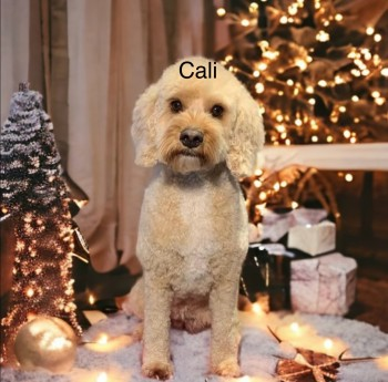 millypod1's tweet photo. ๐24 MAY 2024 #Lost CALI #ScanMe #STOLEN??
Light Golden Cockerpoo Female #Tagged
Cooper is not missing - Cali is often seen with Cooper though so just an FYI
#EpsomDowns/ #Tadworth #Epsom #Surrey #KT20
https://t.co/AIpd3B1GHB https://t.co/Y72M4zQ5qQ