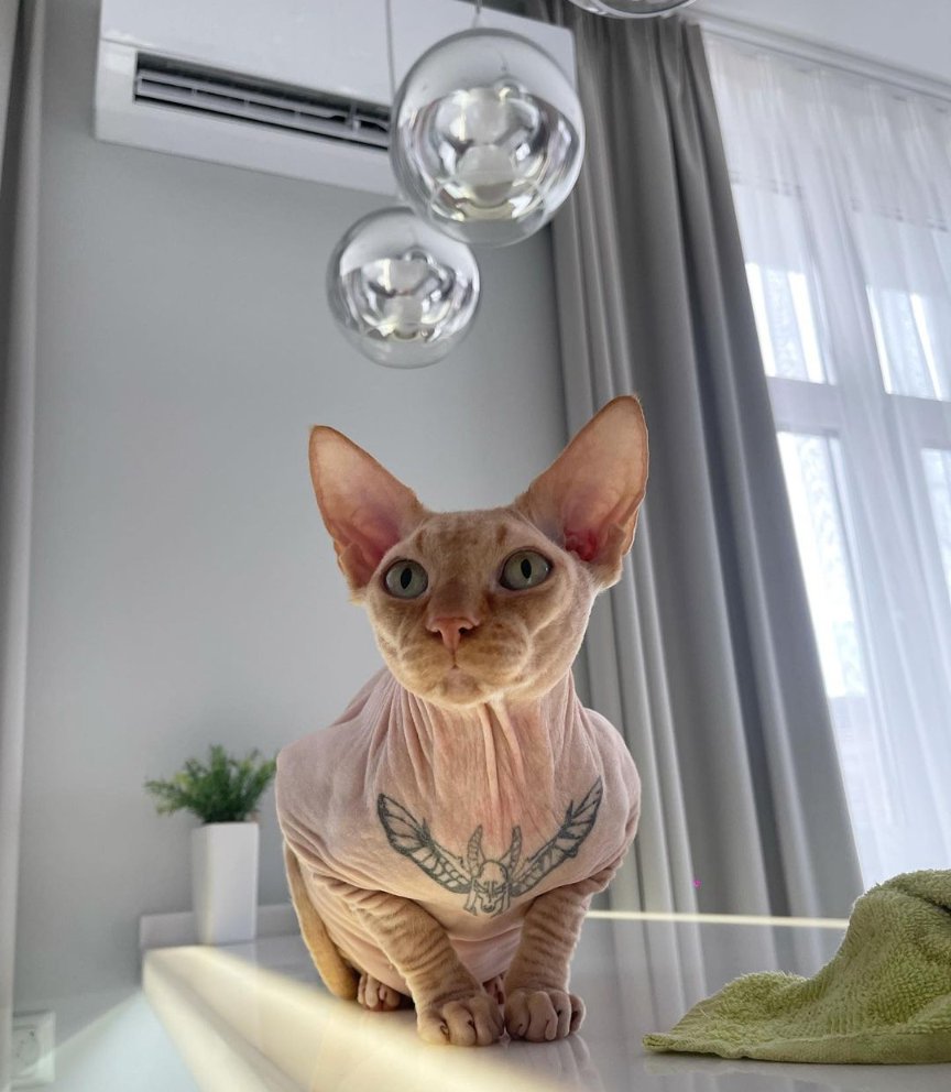 daikimengg's tweet image. Since apparently animal abuse is a popular subject this week, why don't we all remember that model that decided it was ok and normal and cool to tattoo her sphinx cat.