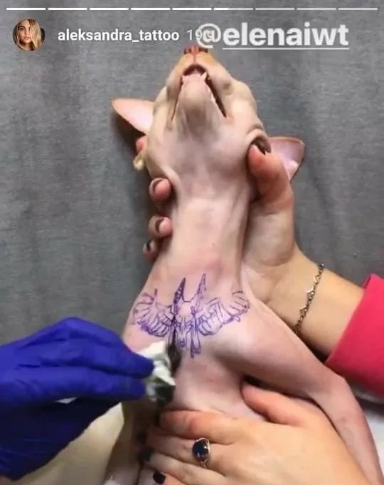 daikimengg's tweet image. Since apparently animal abuse is a popular subject this week, why don't we all remember that model that decided it was ok and normal and cool to tattoo her sphinx cat.