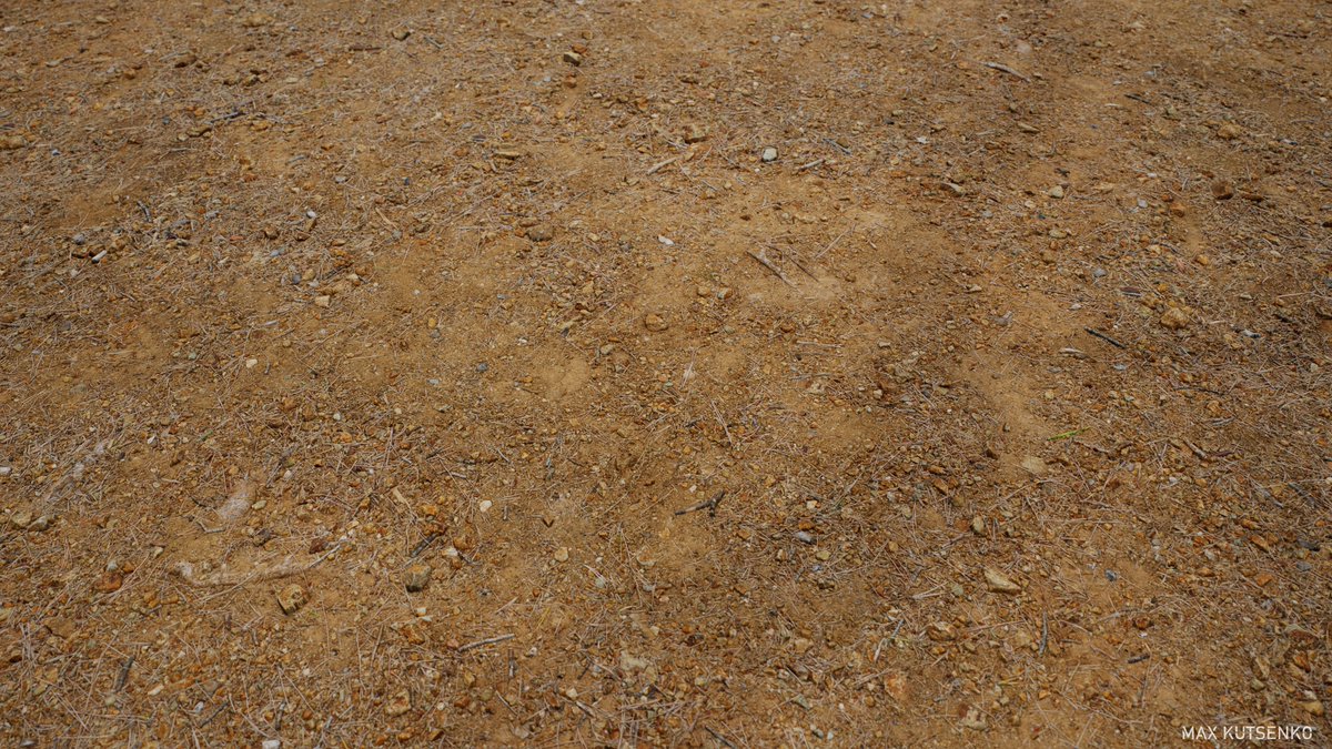 Dry pine needle soil scan via @artstationhq artstation.com/artwork/ZaKJdG 

My attempt at photogrammetry, is still a long way to go, but it's a good start I think. The pics were taken with Canon R7

 #gamedev #gameart #art #materials #pbr #3D #cgart #3dart #photogrammetry