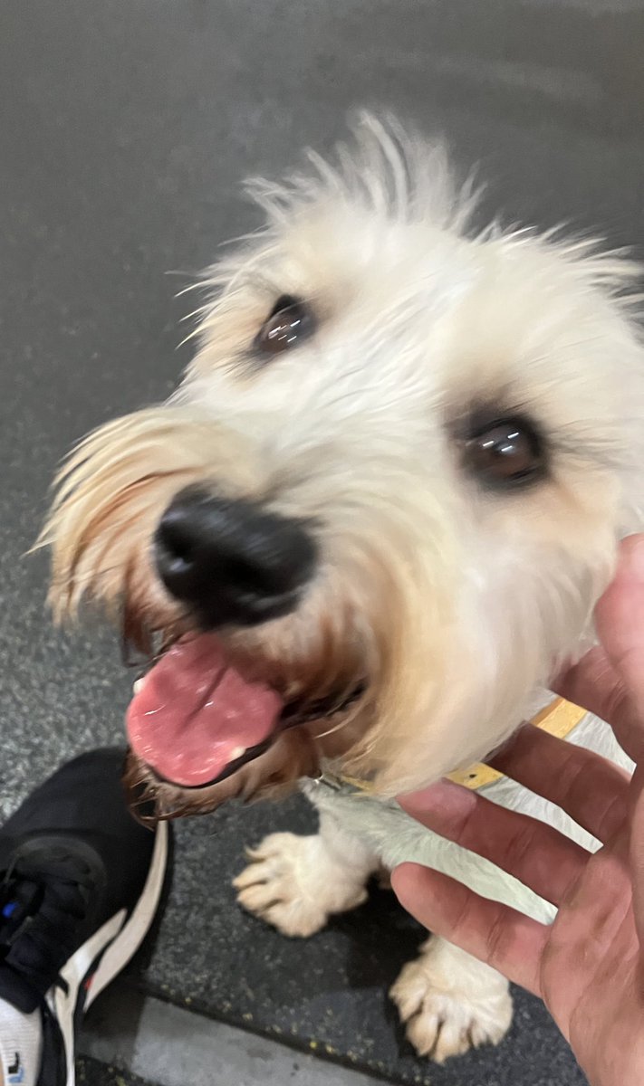 <a href="/perdidospy/">Mascotas Perdidas Py 🇵🇾</a> este perrito ingreso al local del complejo Torres ( Sargento José Leon Gauto c/ Venezuela, Asincion) por si le reconocen, tiene corral amarillo y no tiene identificación. <a href="/MarisLlorens/">Maris Llorens</a> <a href="/SofiZapattini/">𝗦𝗢𝗙𝗜 𝗭𝗔𝗣𝗔𝗧𝗧𝗜𝗡𝗜</a> <a href="/sebacaceresc/">Sebastian Caceres</a>