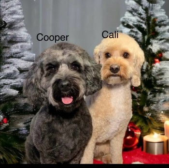 millypod1's tweet photo. ๐24 MAY 2024 #Lost CALI #ScanMe #STOLEN??
Light Golden Cockerpoo Female #Tagged
Cooper is not missing - Cali is often seen with Cooper though so just an FYI
#EpsomDowns/ #Tadworth #Epsom #Surrey #KT20
https://t.co/AIpd3B1GHB https://t.co/Y72M4zQ5qQ