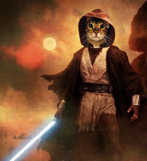 ObiCat tweet media
