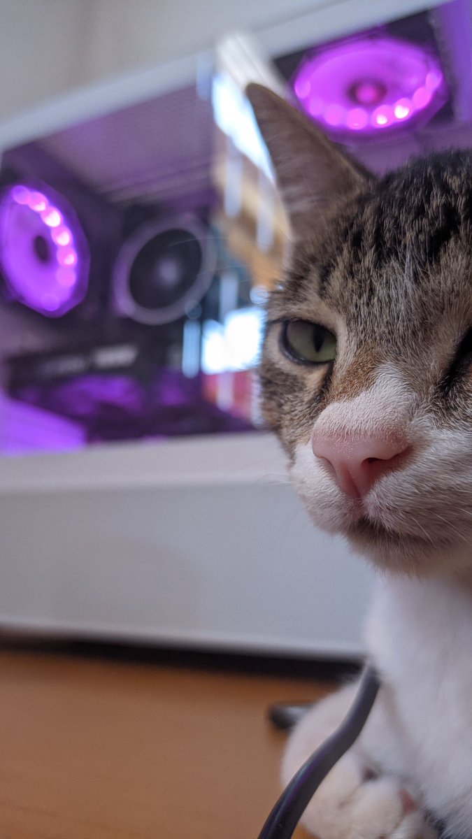 pitoco_67's tweet image. Gato otário