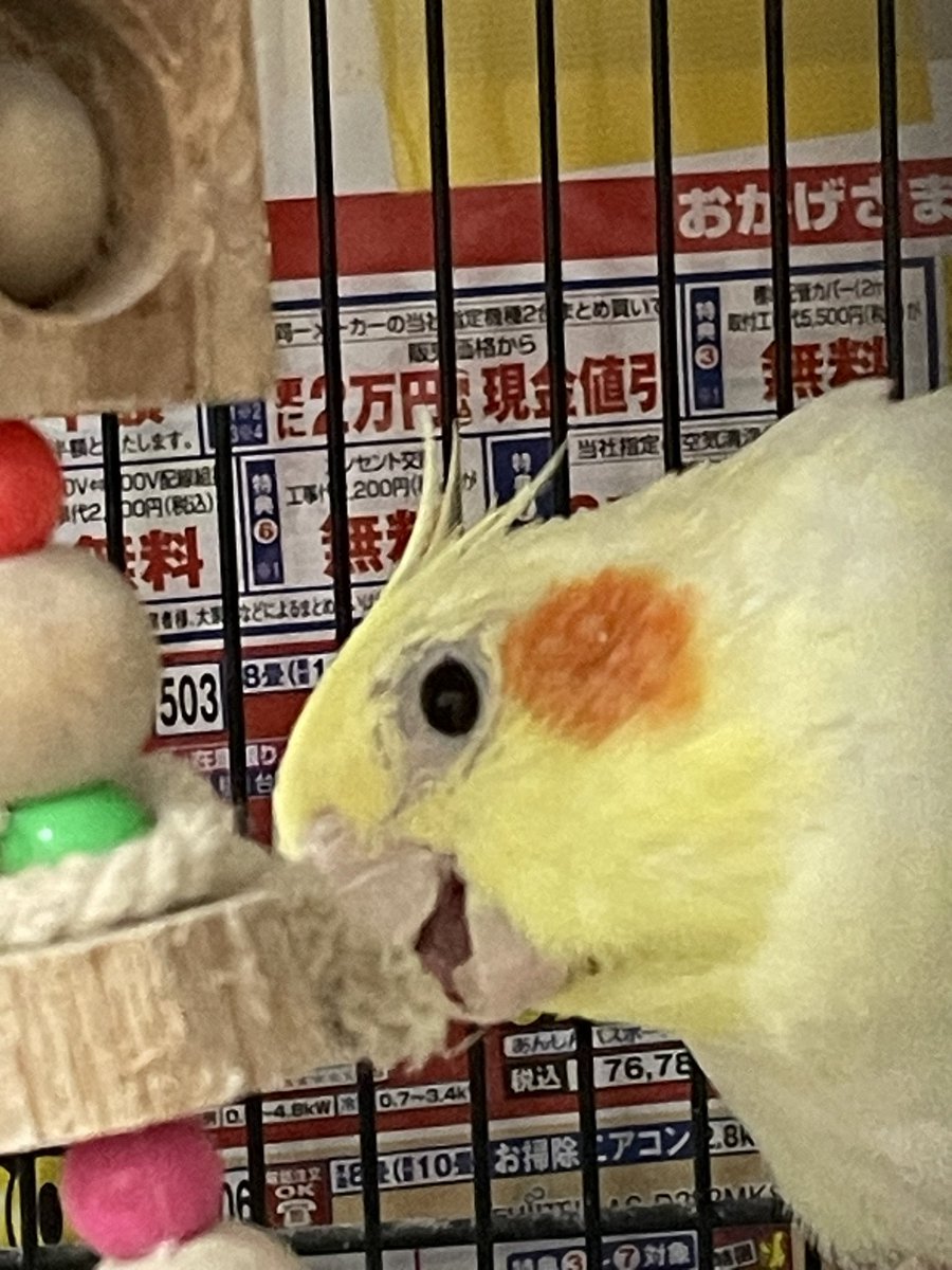 おはようございます☀
今日も元気に紐をガジガジ✨
早く帰ってくるからねー♡

#オカメインコ
#レモンサワー
#私は仕事
#きばいもんそ