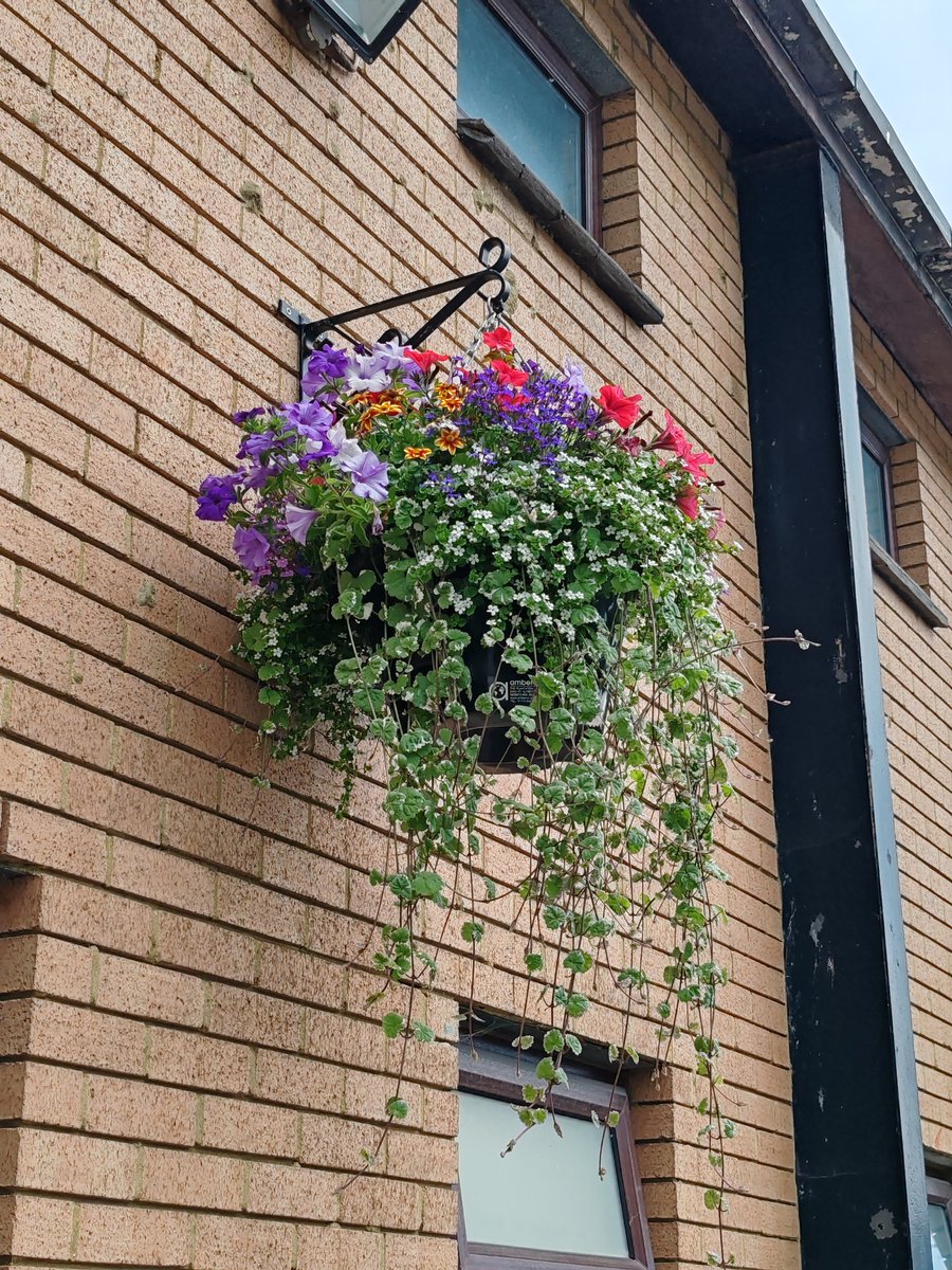 Murchfield Community Association (@murchfielddp) on Twitter photo Aren't these beautiful! Our fabulous hanging baskets are looking good this year <a href="/VOGCouncil/">Vale Council 🏴🇺🇦</a> #dinaspowys Aren't these beautiful! Our fabulous hanging baskets are looking good this year <a href="/VOGCouncil/">Vale Council 🏴🇺🇦</a> #dinaspowys