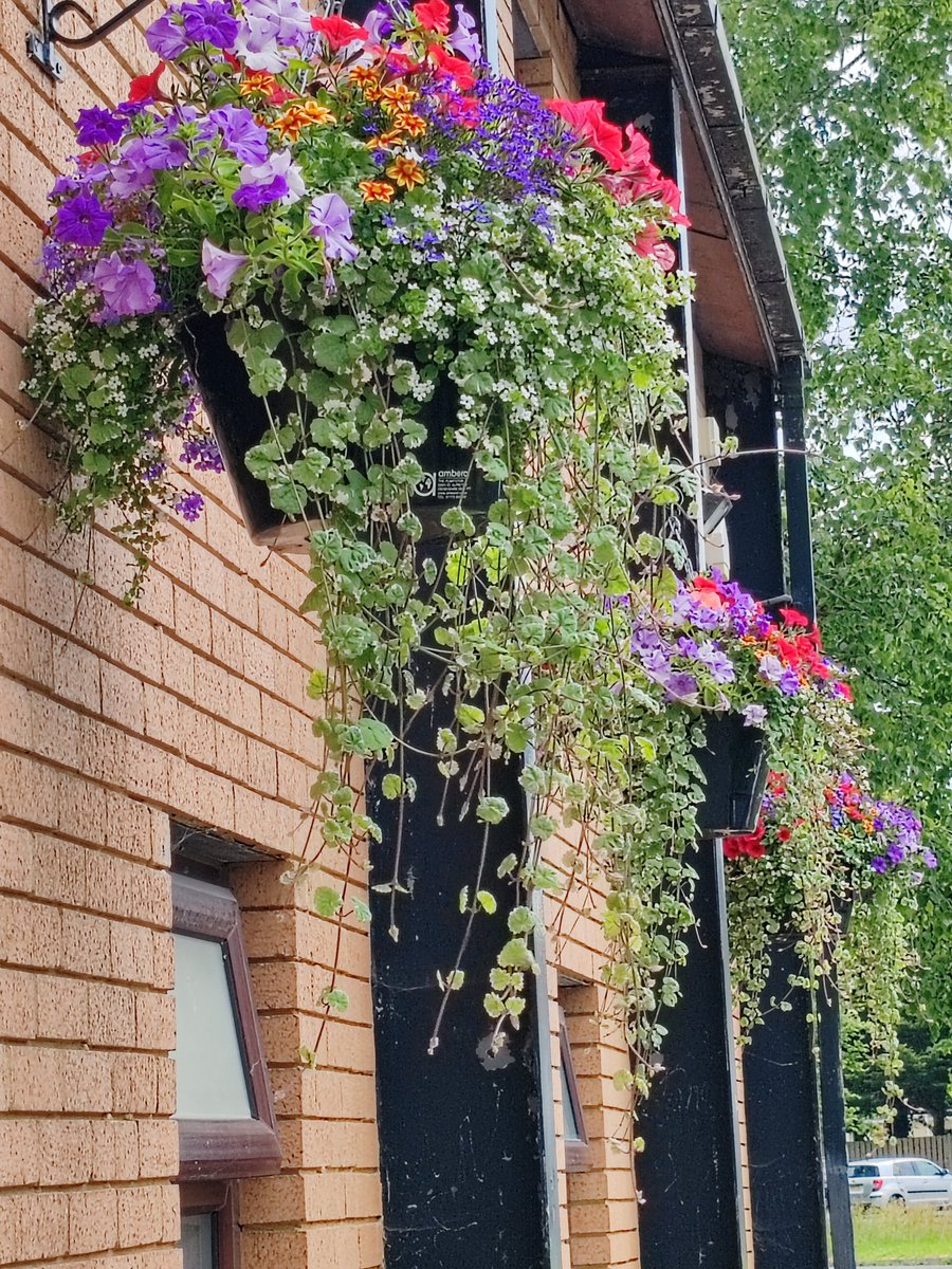 MurchfieldDP's tweet photo. Aren't these beautiful! Our fabulous hanging baskets are looking good this year  @VOGCouncil #dinaspowys https://t.co/sWznieQM4I