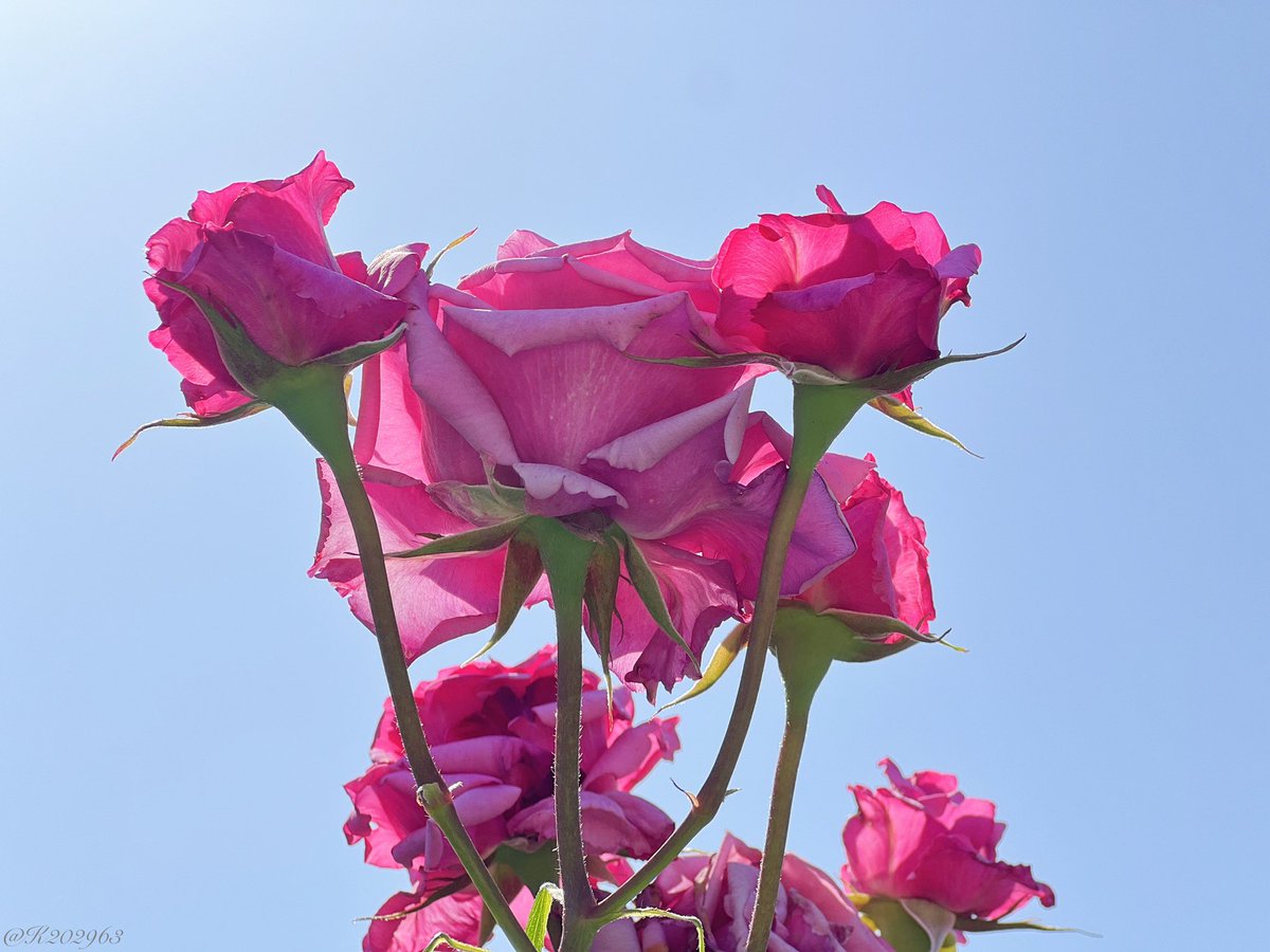 K202963's tweet image. 華々しいデビュー☆

#期待の星 
#TLを花いっぱいにしよう